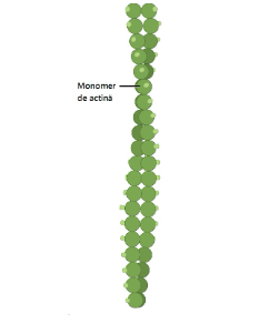 Structura filamentelor de actină